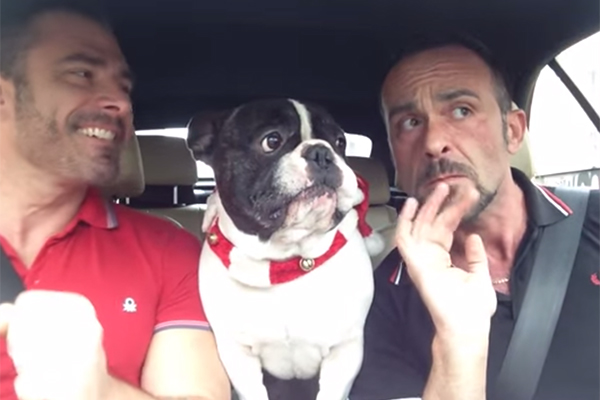 Buldogue francês canta “Let it Go”, de ‘Frozen’, em vídeo que faz sucesso na internet