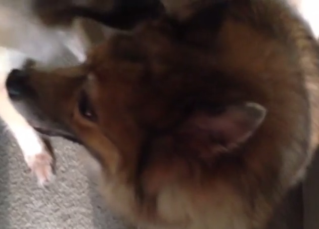 Dono não consegue parar de rir da nova tosa de seu cachorro