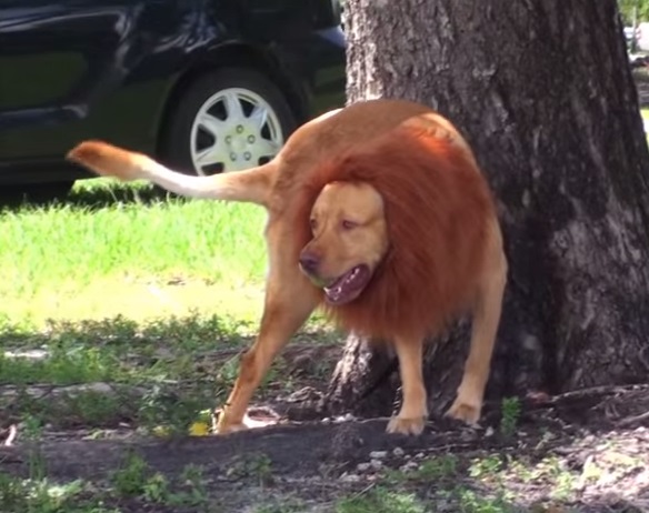 cachorro leao1