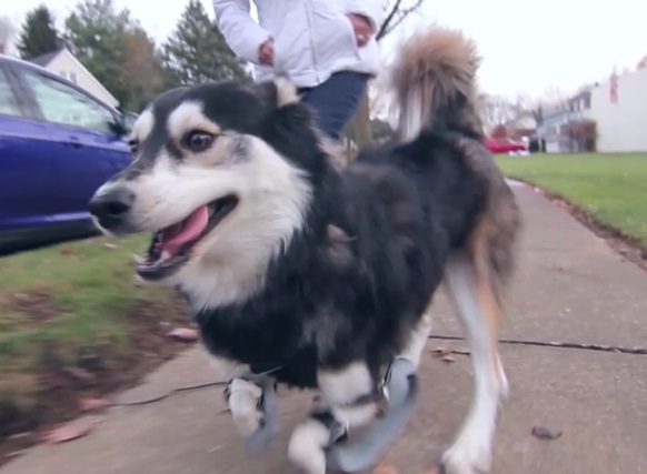 Cachorro com deficiência nas pernas dianteiras ganhou duas próteses e agora corre feliz da vida por aí