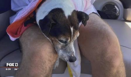 cachorro2