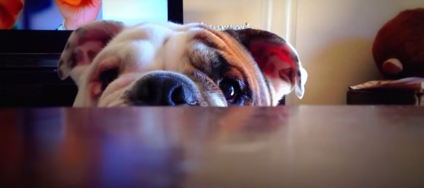 Cão brinca de esconde-esconde com dono e sucesso na internet