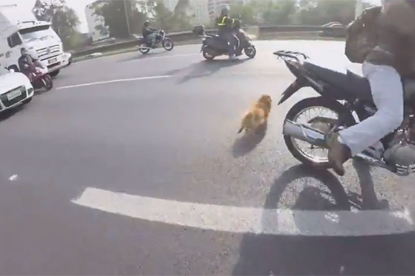 Cachorro em fuga em estrada movimentada é salvo por motociclistas