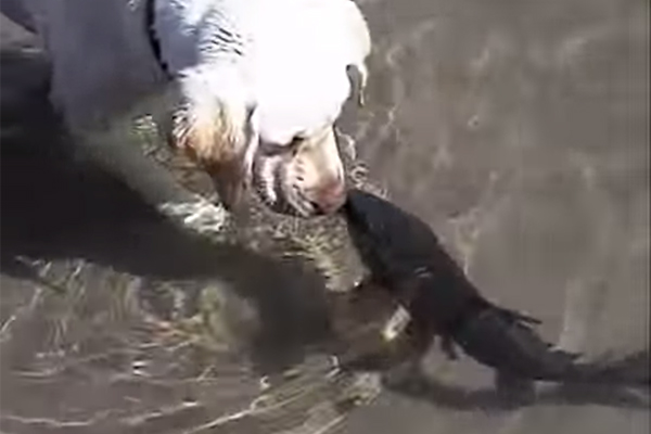 Vídeo mostra a incrível amizade entre um cão e um… peixe