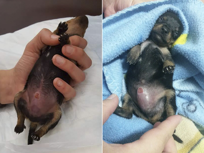 Cão macho, com o órgão genital mutilado, é vendido como fêmea na internet; ele passa bem após cirurgias