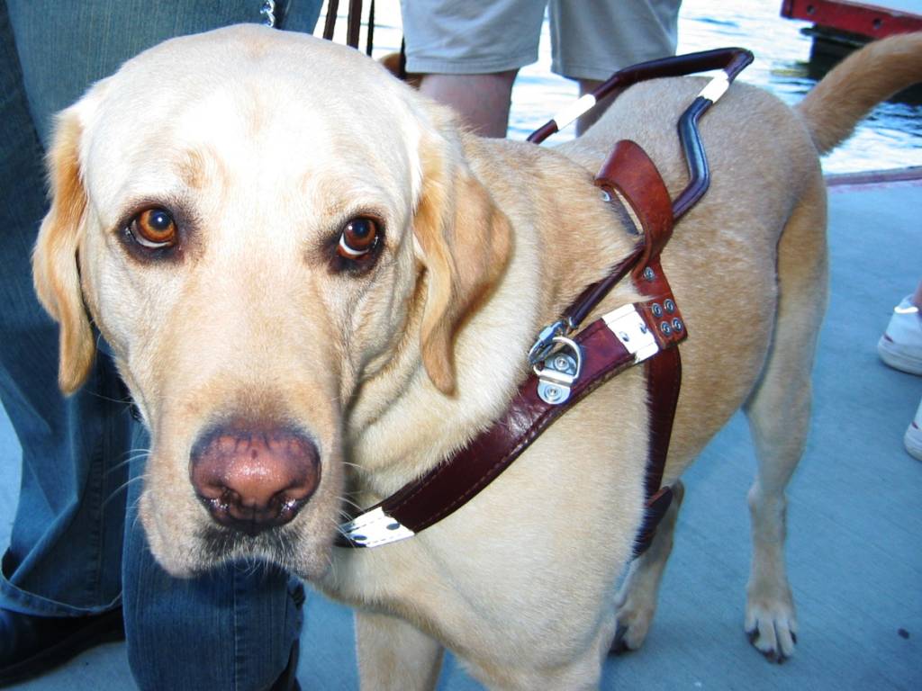 Instituição paulistana promove vaquinha para treinar quatro cães-guias nos EUA