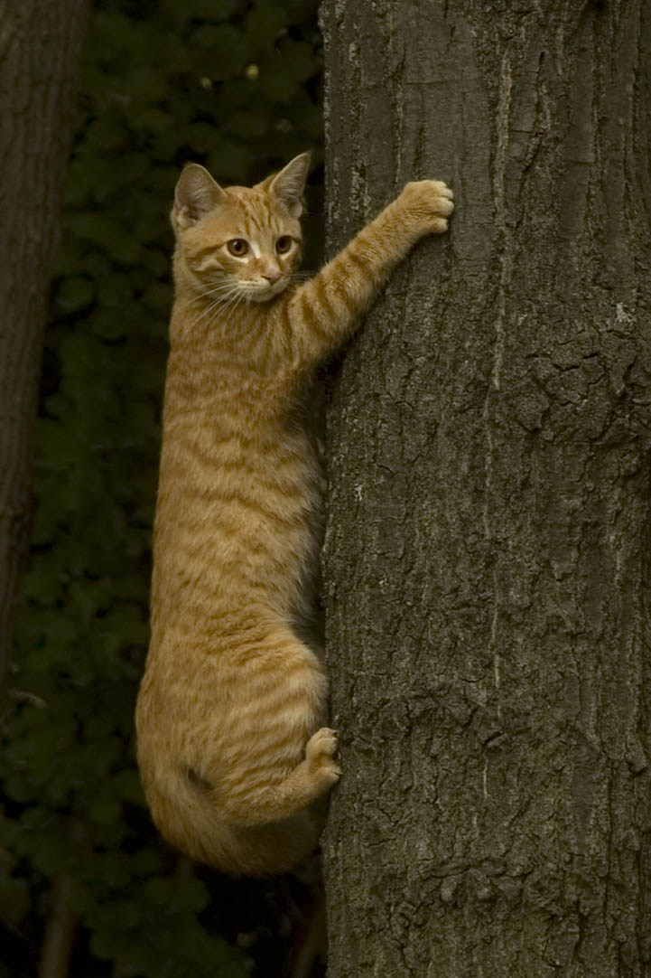 cat_climbing_tree_by_digitalhype