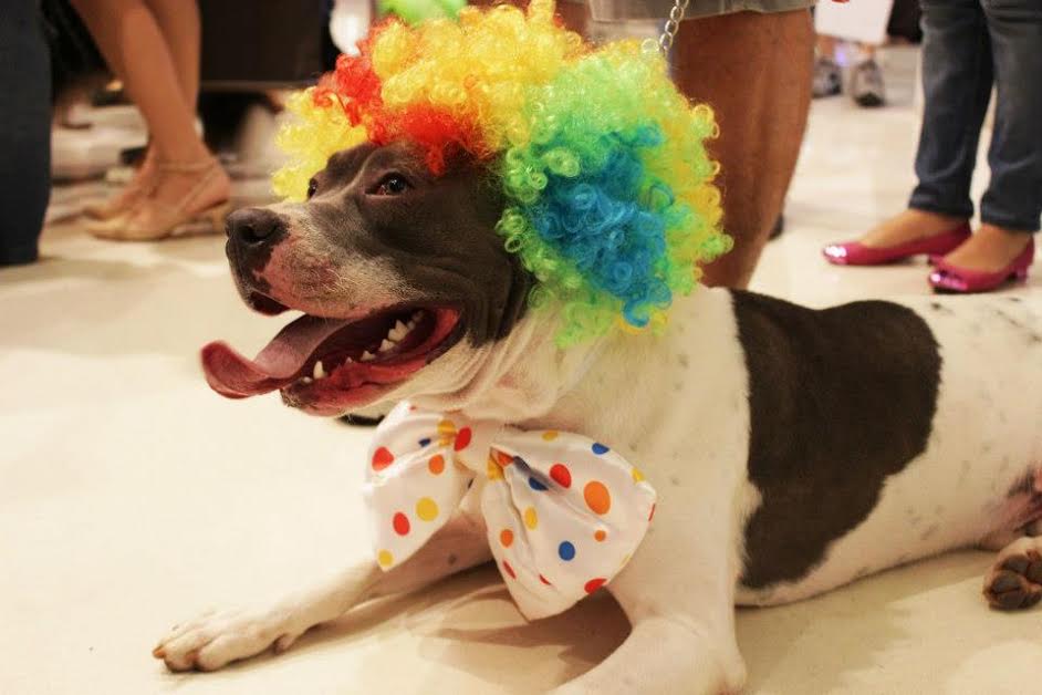 Shopping Pátio Higienópolis promove concurso de fantasias para cães no Carnaval