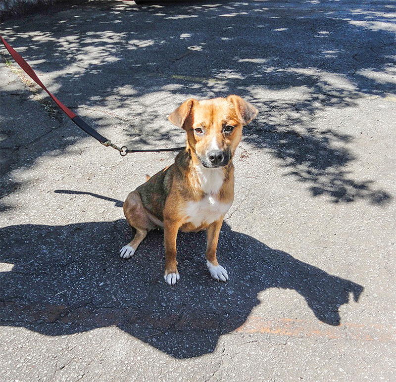 Cãominhada: CCZ recruta voluntários para passear com cachorros para adoção