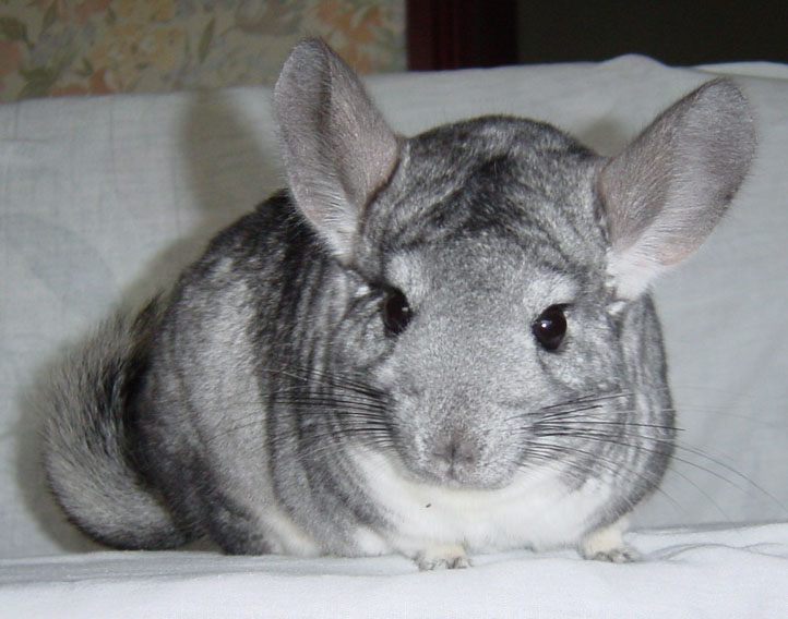 Geraldo Alckmin sanciona projeto de lei que proíbe criação de animais apenas para extração de peles no estado