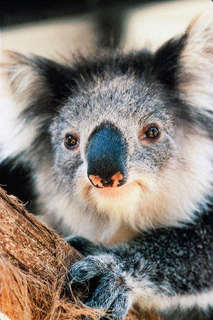 coala-no-santuario-healesville-jpg