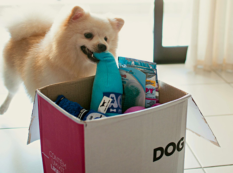 Serviço de assinatura entrega em casa mimos para o cachorro