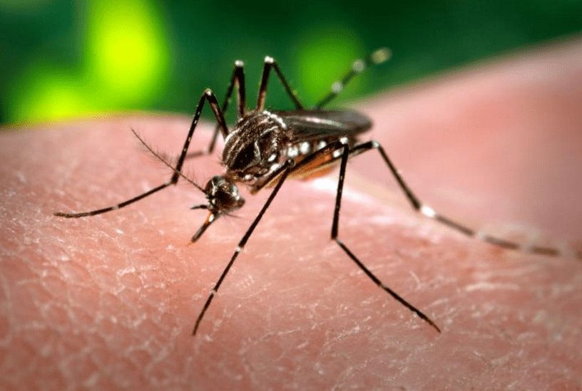 Mosquito-Aedes-aegypti-dengue