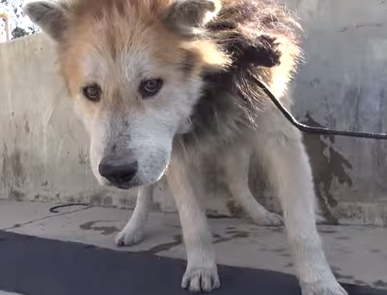 dog2