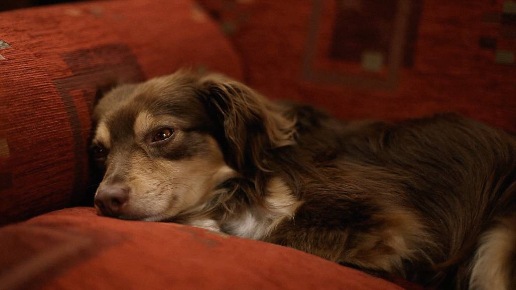 Cachorro rouba a cena em premiado filme iraniano