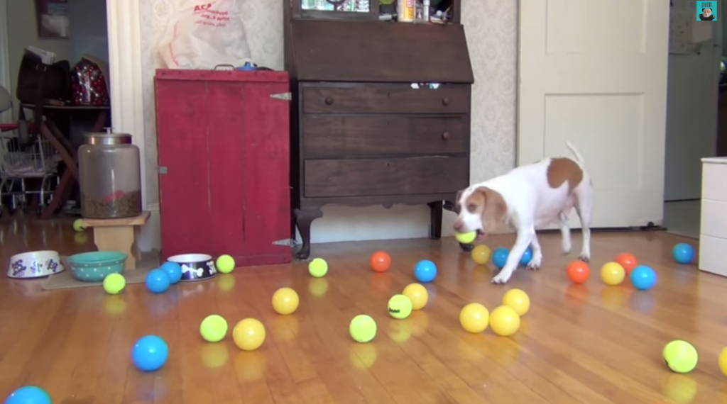 Vídeo: beagle ganha 100 bolinhas de plástico em seu aniversário