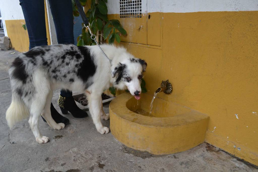 Dois endereços gastronômicos no Itaim com regalias caninas