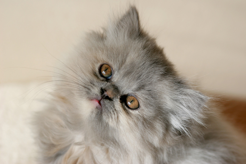 Veterinário para tudo