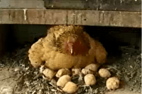 Galinha mineira se confunde e choca pães de queijo