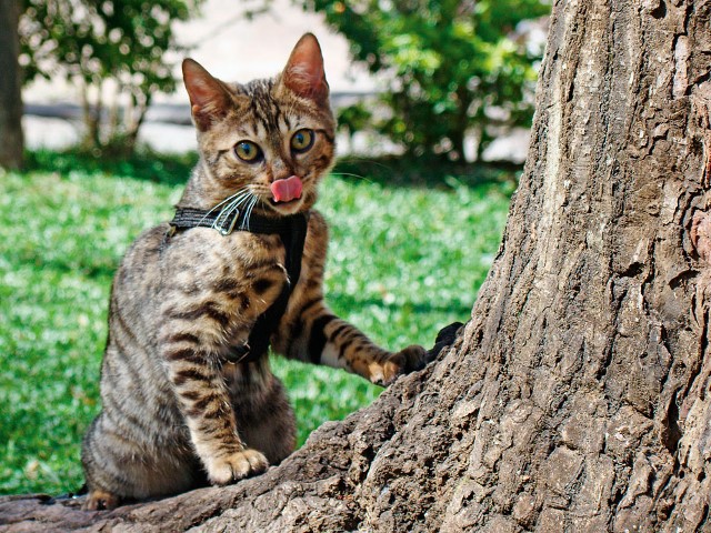 Gato da raça Bengal, na "Exposição Internacional de Gatos de Raça", no Salão Nobre da Sociedade Hispano-Brasileira (Foto: Divulgação)