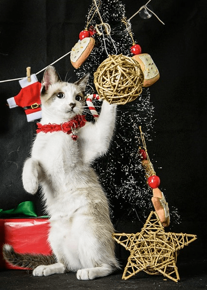 O ensaio conta com gorros e bolinhas típicas de Natal (Foto: Elayne Massaini)