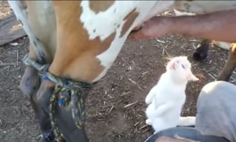 Direto da fonte: gato adora tomar leite fresco da vaca