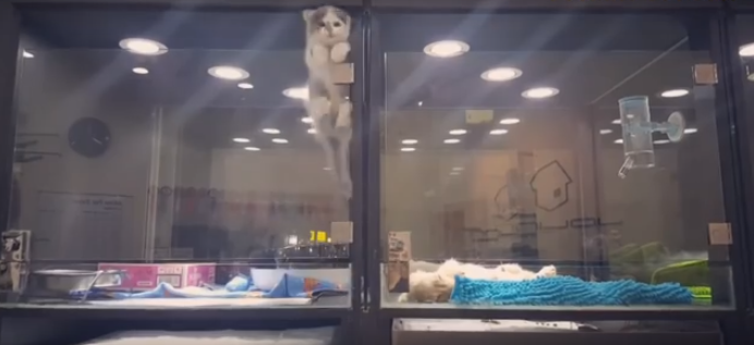 Gatinho escapa de vitrine de pet shop para se juntar a cão sozinho, na mesma situação que ele