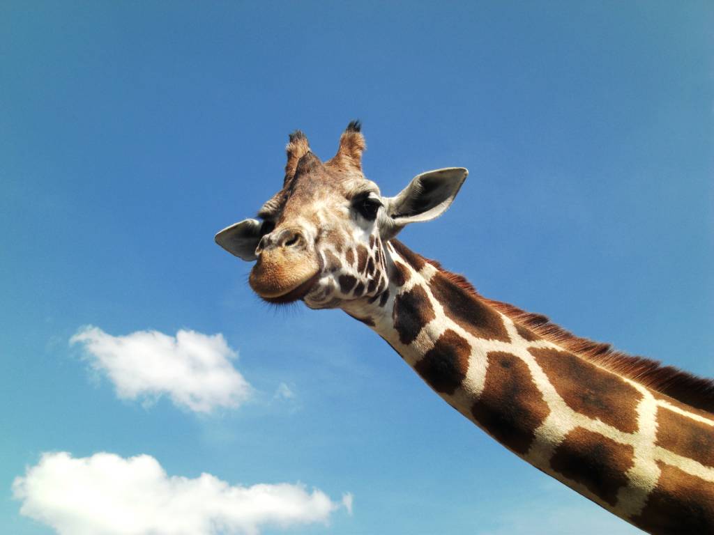 giraffe2