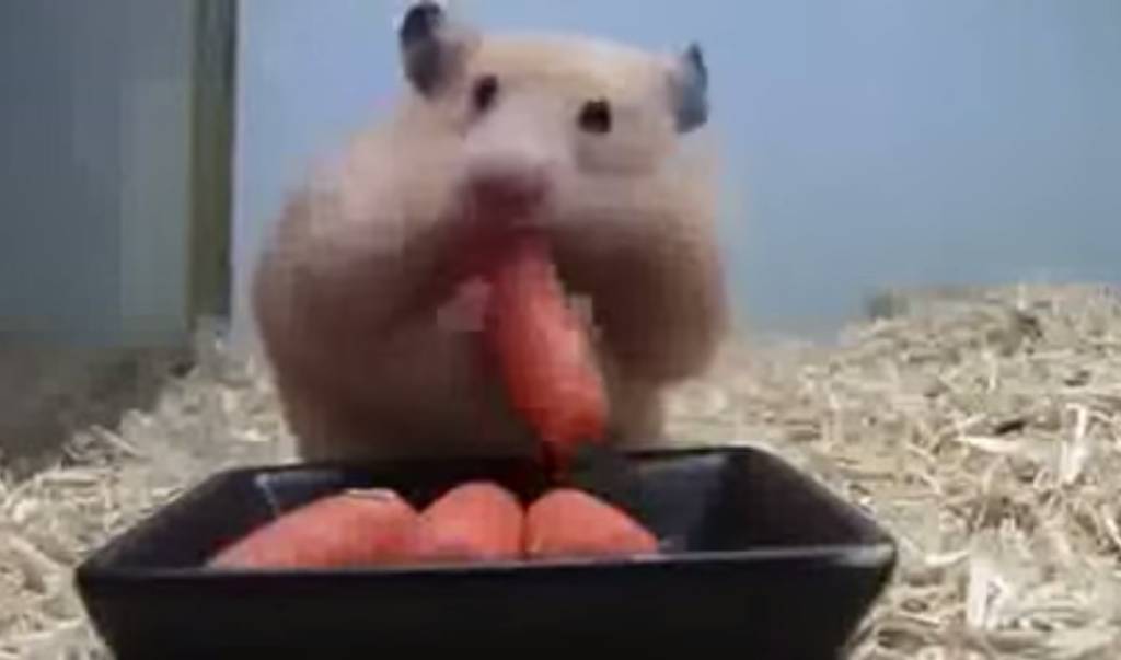 Hamster coloca cinco cenourinhas de uma vez na boca