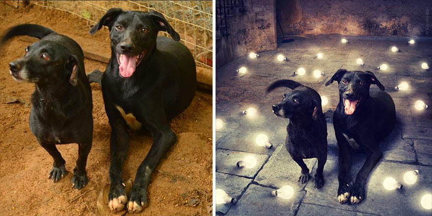 Fotógrafa modifica fotos de animais para adoção para ajudá-los a encontrar um novo lar
