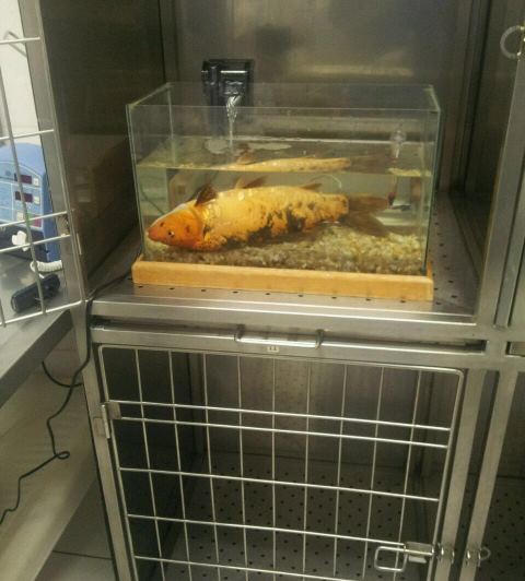 Peixe passa mal e recebe atendimento de emergência em clínica veterinária nesta quarta (4)