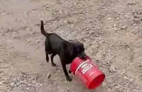 Vídeo: um labrador e seu melhor amigo, um balde