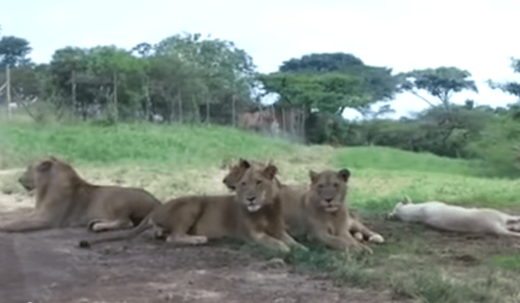 Leão abre porta do carro de uma família em safári na África do Sul em vídeo assustador