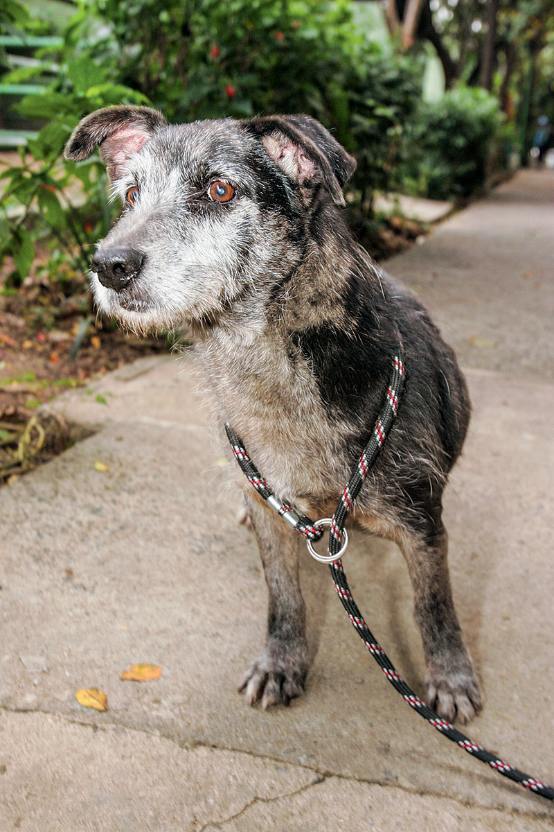 Quer me adotar? – Pumba, do CCZ