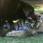 O tigre Sultão brinca com uma dos cachorros de Kherlakian (Foto: Mario Rodrigues)