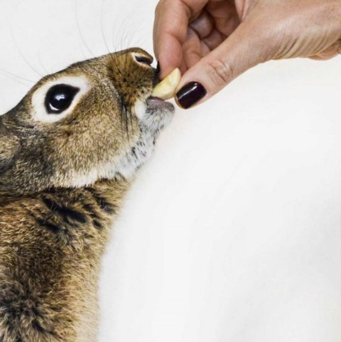 Comida desidratada para cães rende quatro vezes mais com adição de água