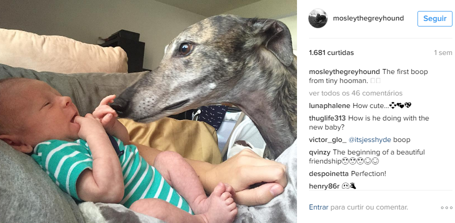 Cão que não gostava de humanos muda após nascimento de bebê da família