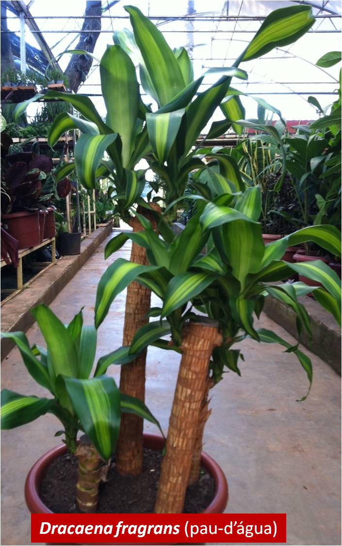 Plantas purificadoras do ar
