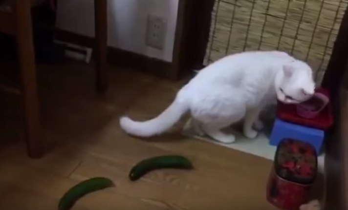 pepino