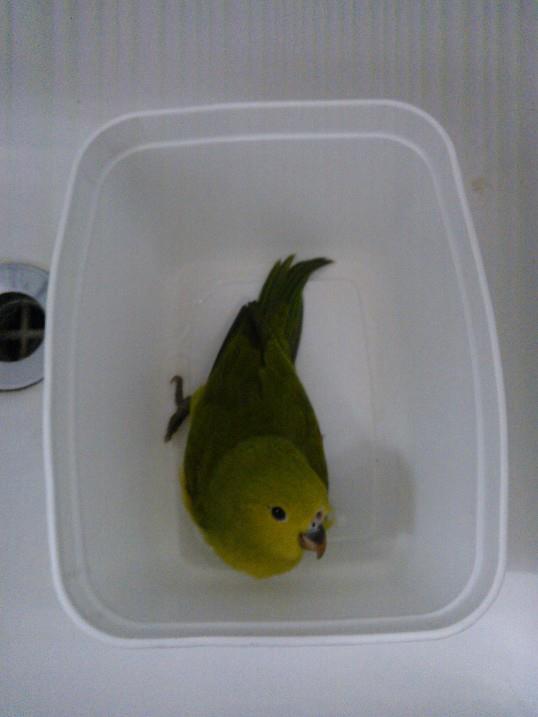 Visitante silvestre no meio da cidade