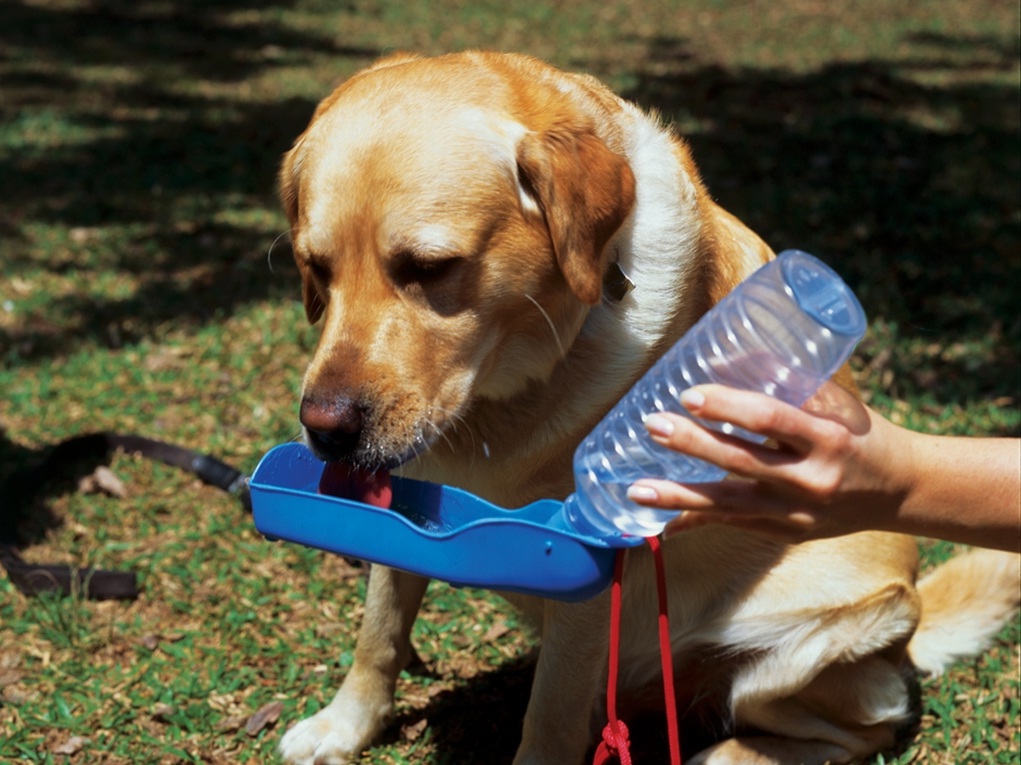 Proteja seu pet de problemas respiratórios no tempo seco