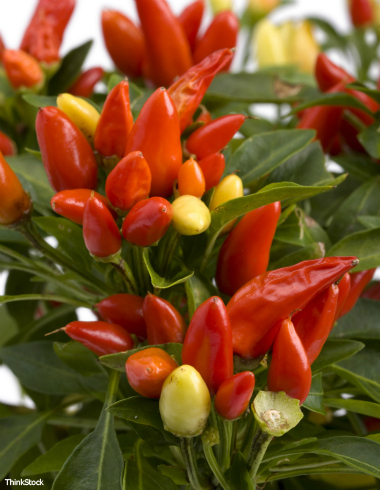 Um ano do Blog do Lorençato