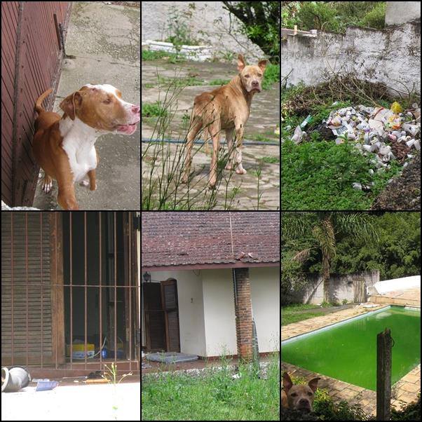 pitbull4