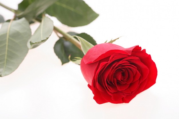 plantas_flores_flores_rosa_vermelha_3139651