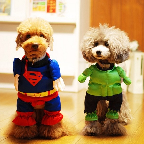 Poodles estilosos em paisagens incríveis são hit no Instagram