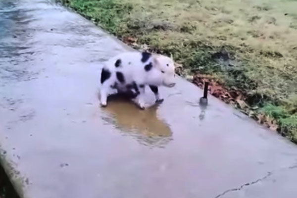 Porquinho desliza em calçada congelada em vídeo fofo