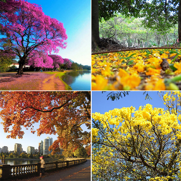 Missão da semana: “É primavera nos parques de São Paulo”