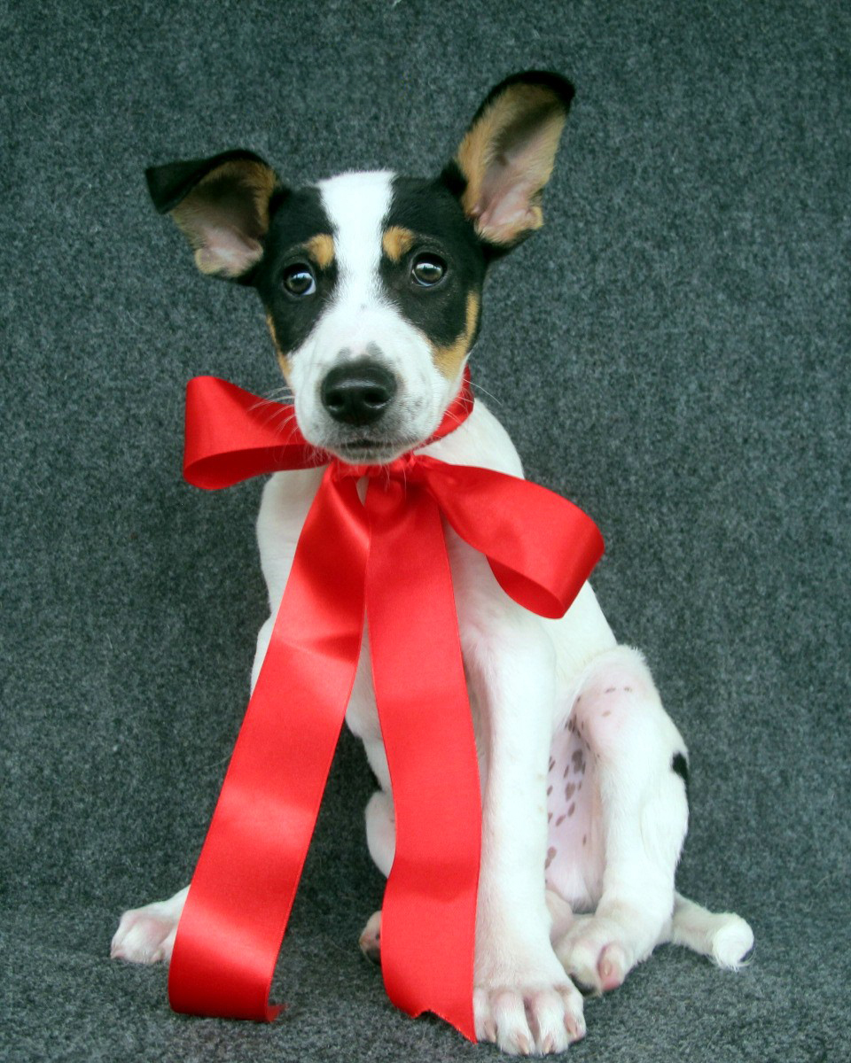 Quer me adotar? – Prince