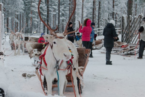 Santa Park - renas