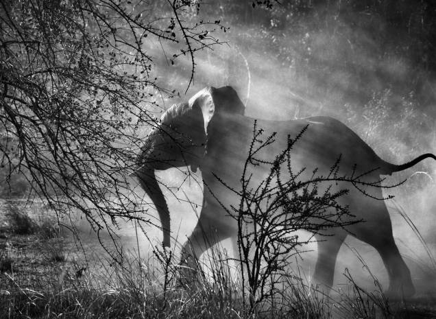 Elefante em um parque nacional na Zâmbia: andanças pelo mundo Elefante em um parque nacional na Zâmbia: andanças pelo mundo